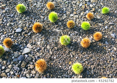 Chestnuts fallen to the ground 43292782