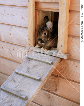 Castor rex rabbit and rabbit coop 43292985