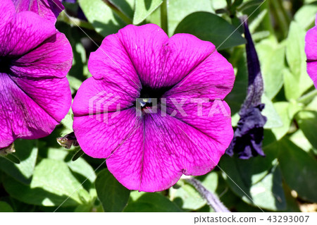 Purple Petunia that blooms in Mitaka Nakahara Purple Petunia that blooms in Mitaka Nakahara 43293007