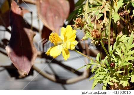 在三鷹中原開花的Kibanakosmos 43293010