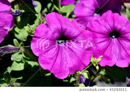 Purple Petunia that blooms in Mitaka Nakahara 43293011