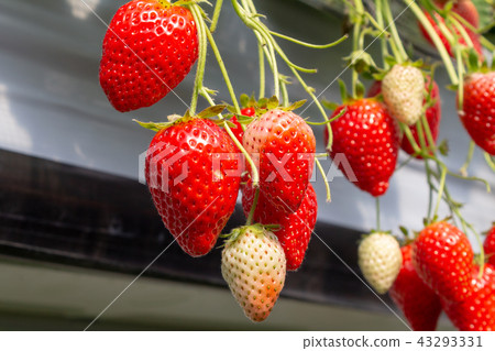 草莓屋栽培 43293331