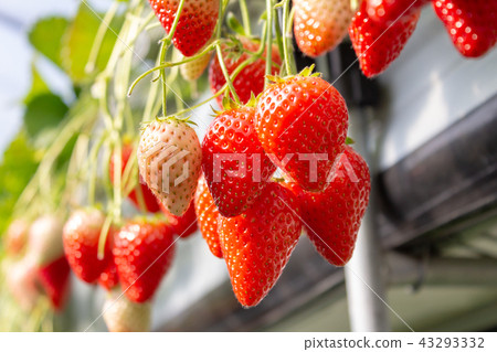 草莓屋栽培 43293332