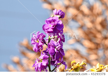 Purple stock blooming in Mitaka Nakahara 43293378