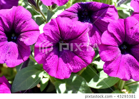 Purple Petunia that blooms in Mitaka Nakahara 43293381