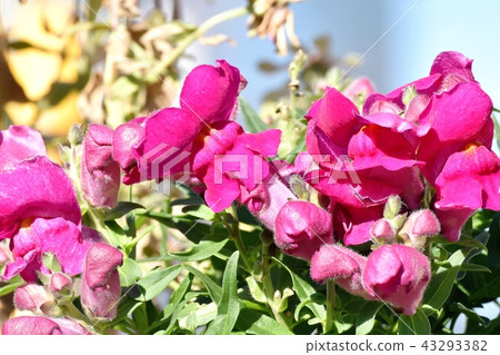 Dark Pink Snapdragon blooming in Mitaka Nakahara 43293382