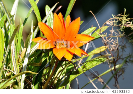 Orange Gazania blooming in Mitaka Nakahara Orange Gazania blooming in Mitaka Nakahara 43293383