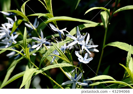Isamato在三鷹中原開花 Isamato在三鷹中原開花 43294066