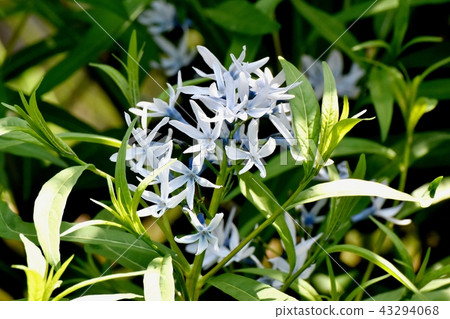 Isamato在三鷹中原開花 43294068