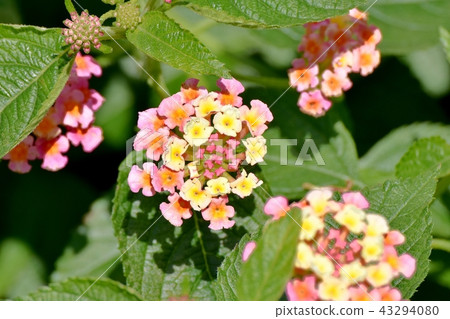 Lantana blooming in Mitaka Nakahara (Citihenga) 43294080