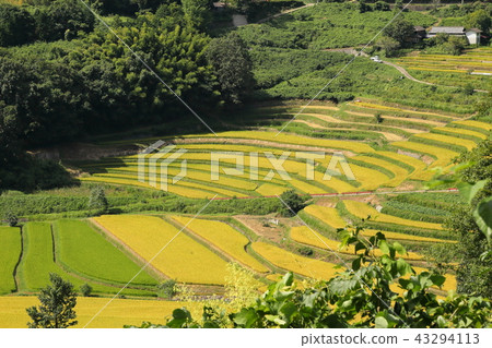 Otsuki sum西Tanada 201808265dm210 43294113