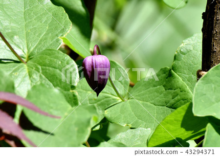 Cherry blossoms blooming in Mitaka Nakahara 43294371