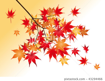 Maple autumn leaves 43294466