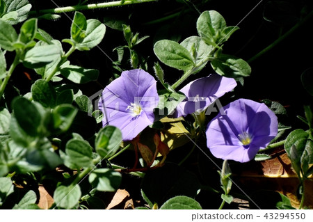 Blue-purple, evening primrose (Comborburus) blooming in Mitaka Nakahara 43294550