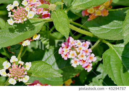 Lantana blooming in Mitaka Nakahara (Citihenga) Lantana blooming in Mitaka Nakahara (Citihenga) 43294787