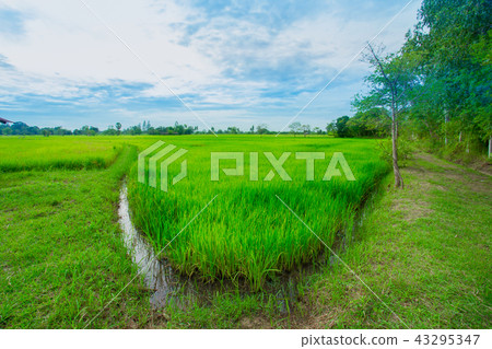 Rice Paddy, Terraced Field, Farm, Rice Terrace Rice Paddy, Terraced Field, Farm, Rice Terrace 43295347