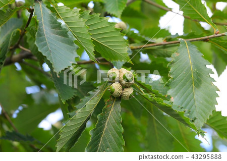 Mizunara's young acorn 43295888