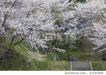 Cherry landscape of Takayama village 43295894