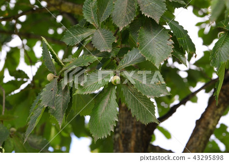 Mizunara的年輕橡子 43295898