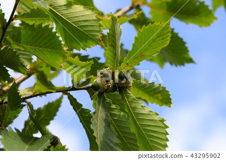 Mizunara's young acorn 43295902