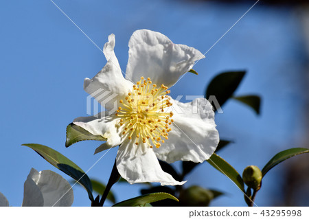 White sasanqua blooming in Mitaka Nakahara 43295998