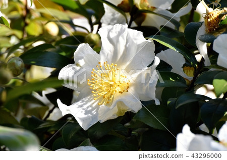 White sasanqua blooming in Mitaka Nakahara White sasanqua blooming in Mitaka Nakahara 43296000