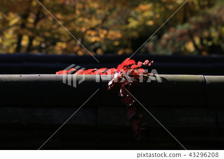 autumn autumn 43296208