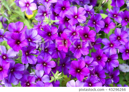 矮牽牛紫色花 矮牽牛紫色花 43296266