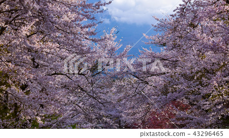 Nice sakura blossom with sky 43296465
