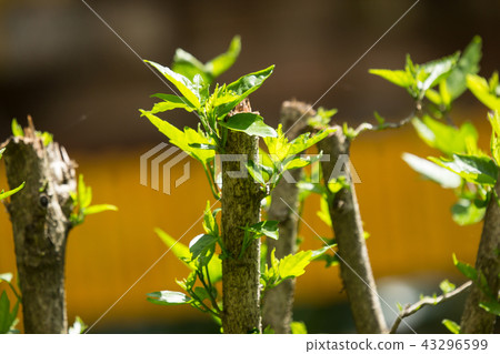 Leaf of Red Chinese hibiscus flower 43296599