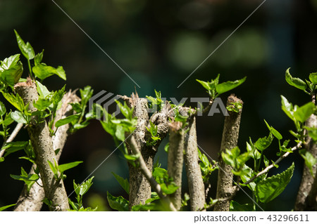 Leaf of Red Chinese hibiscus flower 43296611