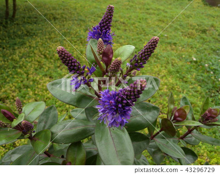 維羅尼卡 維羅尼卡 43296729