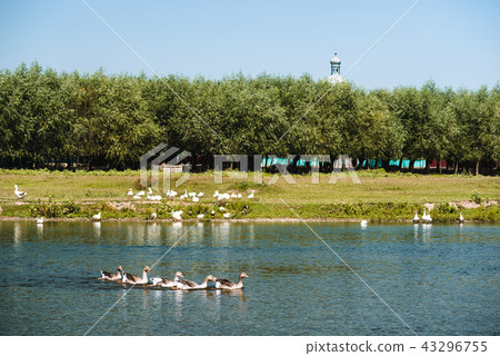 Geese in the river. General view of the rural landscape Geese in the river. General view of the rural landscape 43296755