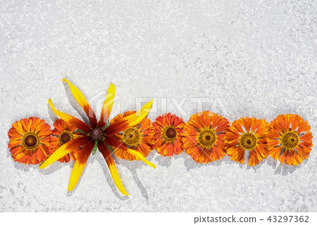 Border frame from autumnal orange flowers 43297362