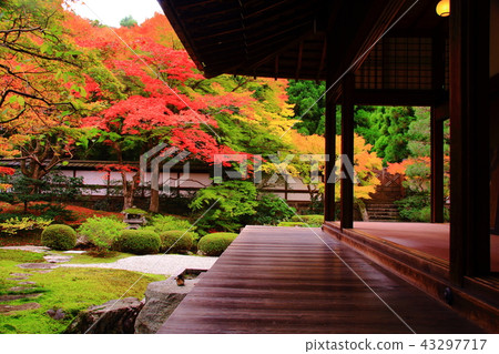 Autumn leaves of Izuminji Temple (Kyoto City Higashiyama Ward) Autumn leaves of Izuminji Temple (Kyoto City Higashiyama Ward) 43297717