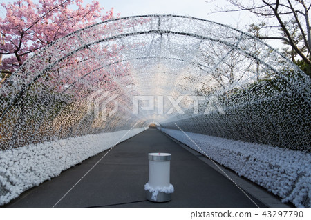 Nabana No Sato Spring Illumination. 43297790