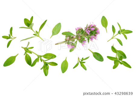 Fresh thyme spice isolated on white background with copy space for your text. Top view. Flat lay 43298639