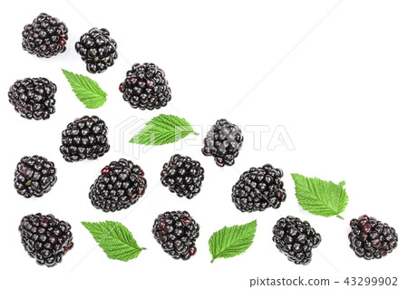 Fresh blackberry with leaves isolated on white background with copy space for your text. Top view Fresh blackberry with leaves isolated on white background with copy space for your text. Top view 43299902