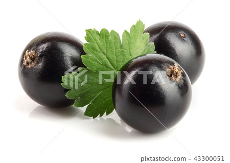 three black currant with leaf isolated on white background 43300051