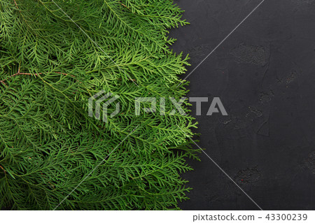 Green thuja tree branches on black background 43300239
