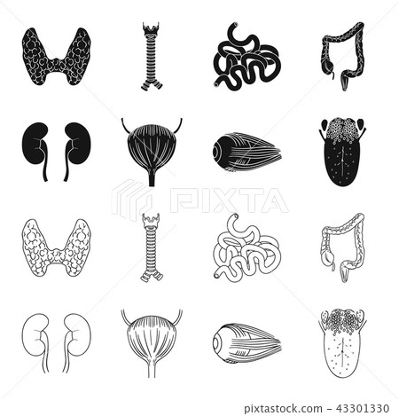 Kidney, bladder, eyeball, tongue. Human organs set collection icons in black,outline style vector Kidney, bladder, eyeball, tongue. Human organs set collection icons in black,outline style vector 43301330