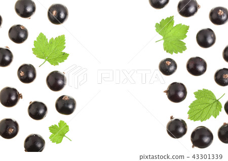 black currant isolated on white background with copy space for your text. Top view. Flat lay pattern black currant isolated on white background with copy space for your text. Top view. Flat lay pattern 43301339