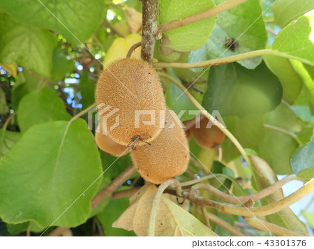 Kiwi fruit	 43301376