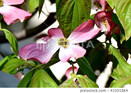 Dogwood blooming in Mitaka Nakahara 43301864