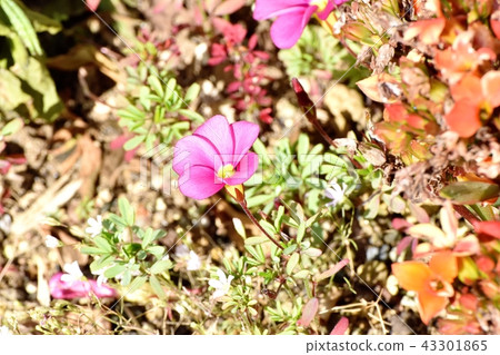 Pink Oxalis blooming in Mitaka Nakahara Pink Oxalis blooming in Mitaka Nakahara 43301865