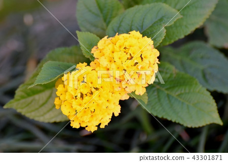 開花在三鷹中原的黃色馬櫻丹屬(Sichichenge) 開花在三鷹中原的黃色馬櫻丹屬(Sichichenge) 43301871