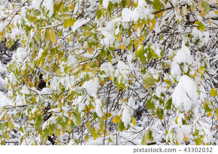 First snow and autumn leaves on tree First snow and autumn leaves on tree 43302032