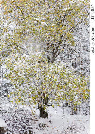 First snow and autumn leaves on tree First snow and autumn leaves on tree 43302034