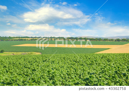 Green field and blue sky with light clouds. 43302758