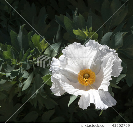 Bright white single Maitilija poppy growing outside Bright white single Maitilija poppy growing outside 43302799